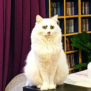 Flocon participe au concours pour gagner de l'argent avec cette photo : bookshelf, cat, cd_shelf, cozy, curtain, domestic_animal, fluffy, fur, furniture, green_eyes, indoor, pet, plant, portrait, purple_curtain, shelf, sitting, table, table_edge, white_cat