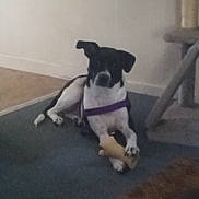 Tequila joined the competition — help win amazing prizes! dog, toy, purple_harness, carpet, indoor, pet, black_and_white, lying_down, animal, floor, wall, furniture, playful, domestic, canine, resting, household, paw, chew_toy, relaxed