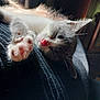 kitten, sleeping, cat, paw, close_up, feline, resting, pink_nose, soft_light, texture, indoor, cute, pet, whiskers, fur, animal, cozy, relaxation, nap, domestic_cat