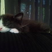 Tucker is registered to the contest to win money with this photo: kitten, cat, sleeping, black_and_white, paw, fur, indoor, cozy, resting, animal, pet, cute, closeup, soft, texture, home, comfort, quiet, relaxation, feline