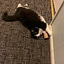 animal, black_and_white, cardboard_tube, carpet, cat, clawing, curious, cute, floor, fluffy, fur, home, indoor, mammal, paws, pet, playing, resting, tail, whiskers