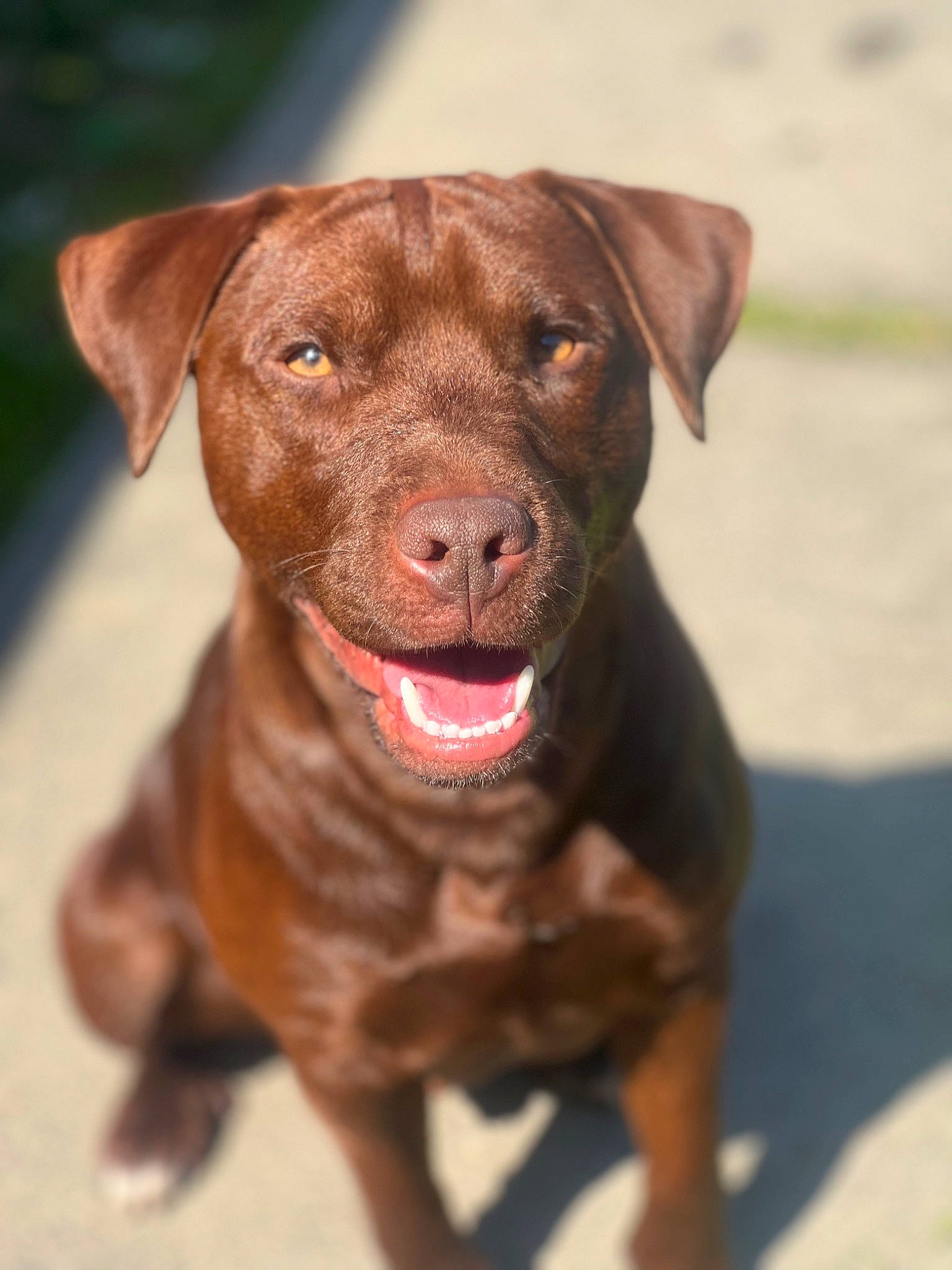 Rocky joined the competition — help win amazing prizes! borador, canidae, carnivore, collar, companion_dog, dog, dog_breed, dog_collar, fawn, fur, gun_dog, hunting_dog, liver, retriever, snout, sporting_group, terrestrial_animal, whiskers, working_animal, working_dog