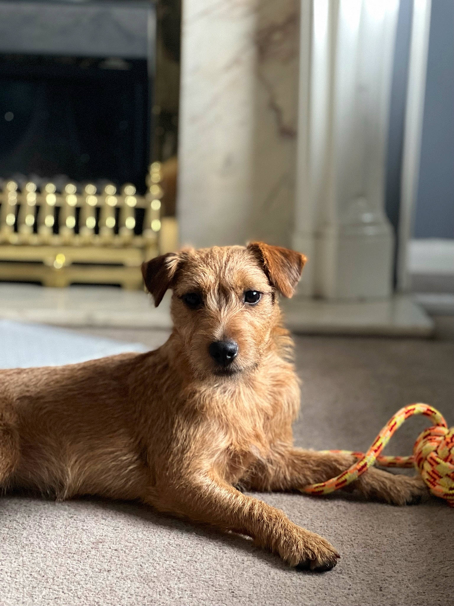 Annie is registered to the contest to win money with this photo: canidae, carnivore, companion_dog, dog, dog_breed, door, fawn, flooring, foot, fur, paw, snout, sporting_group, tail, terrestrial_animal, terrier, whiskers, wood, working_animal, working_terrier