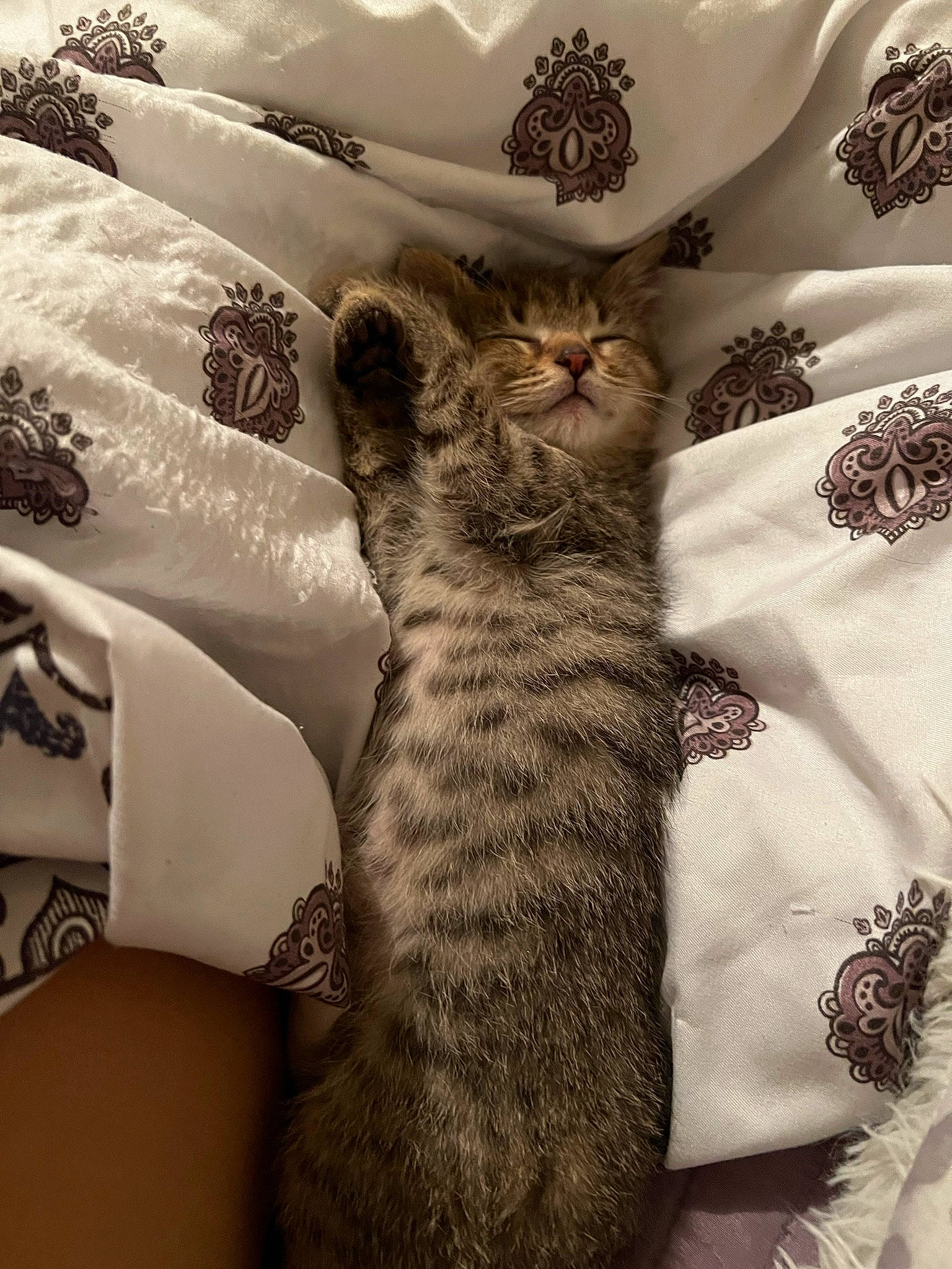 Duchess is registered to the contest to win money with this photo: bed, bedding, carnivore, cat, comfort, couch, domestic_short_haired_cat, fawn, felidae, fur, grey, linens, nap, pattern, paw, room, small_to_medium_sized_cats, tail, textile, whiskers