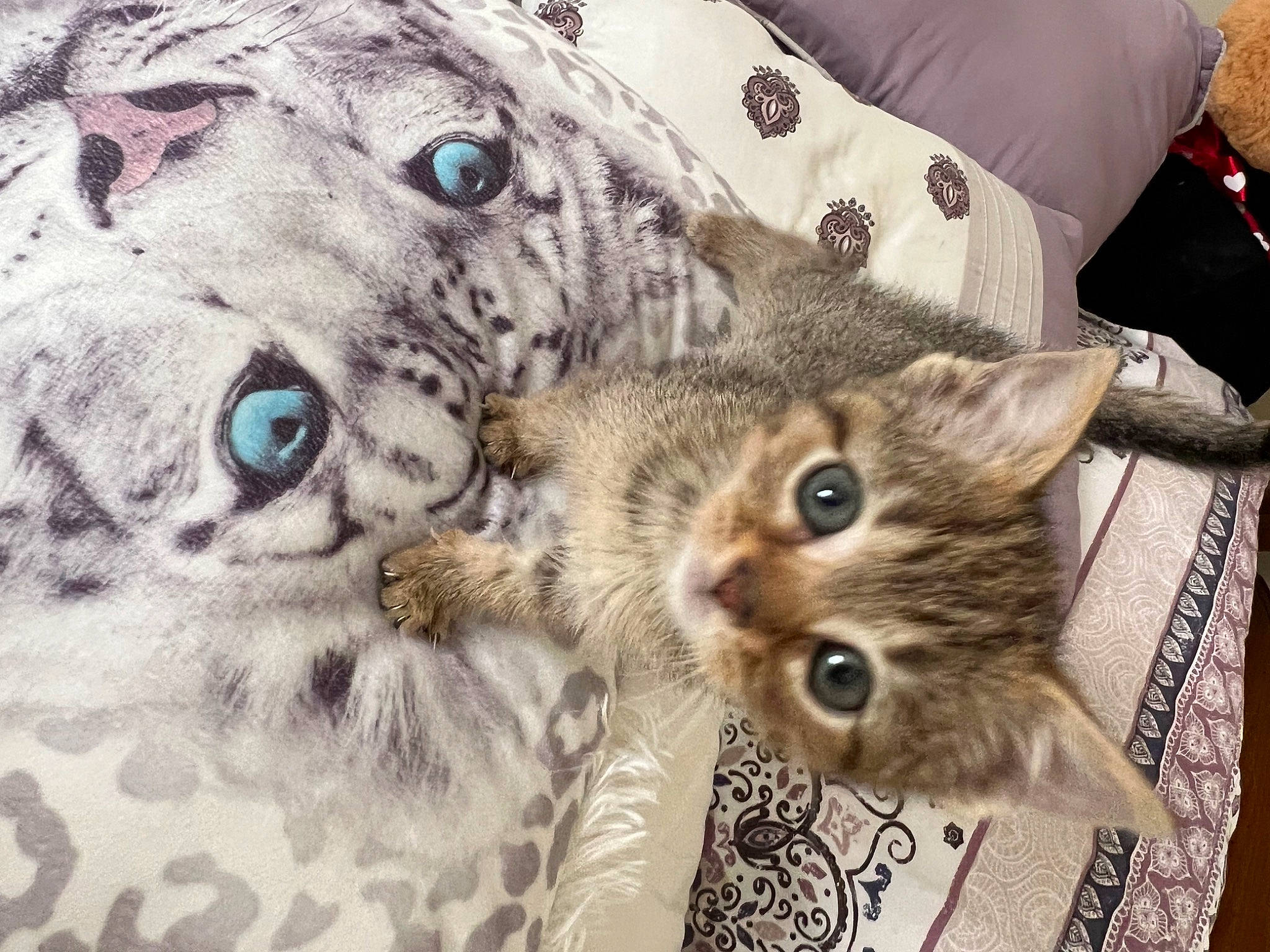 Duchess is registered to the contest to win money with this photo: big_cats, carnivore, cat, comfort, domestic_short_haired_cat, fawn, felidae, fur, leopard, linens, mammal, pattern, paw, sleeve, small_to_medium_sized_cats, snout, terrestrial_animal, vertebrate, whiskers, wildlife