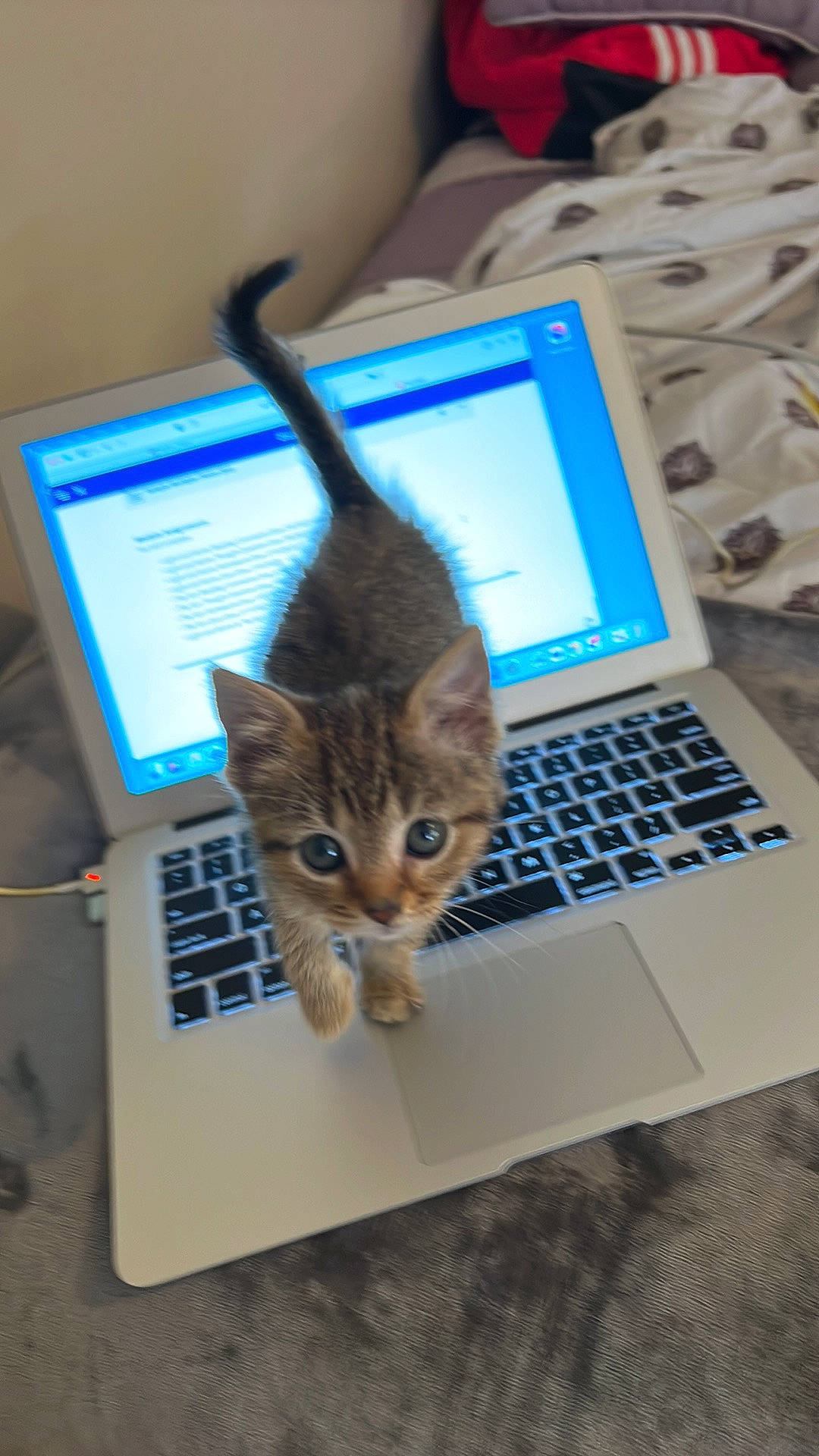 Duchess joined the competition — help win amazing prizes! carnivore, cat, computer, computer_hardware, electronic_device, felidae, gadget, input_device, lap, laptop, netbook, office_equipment, output_device, peripheral, personal_computer, small_to_medium_sized_cats, space_bar, tail, touchpad, whiskers