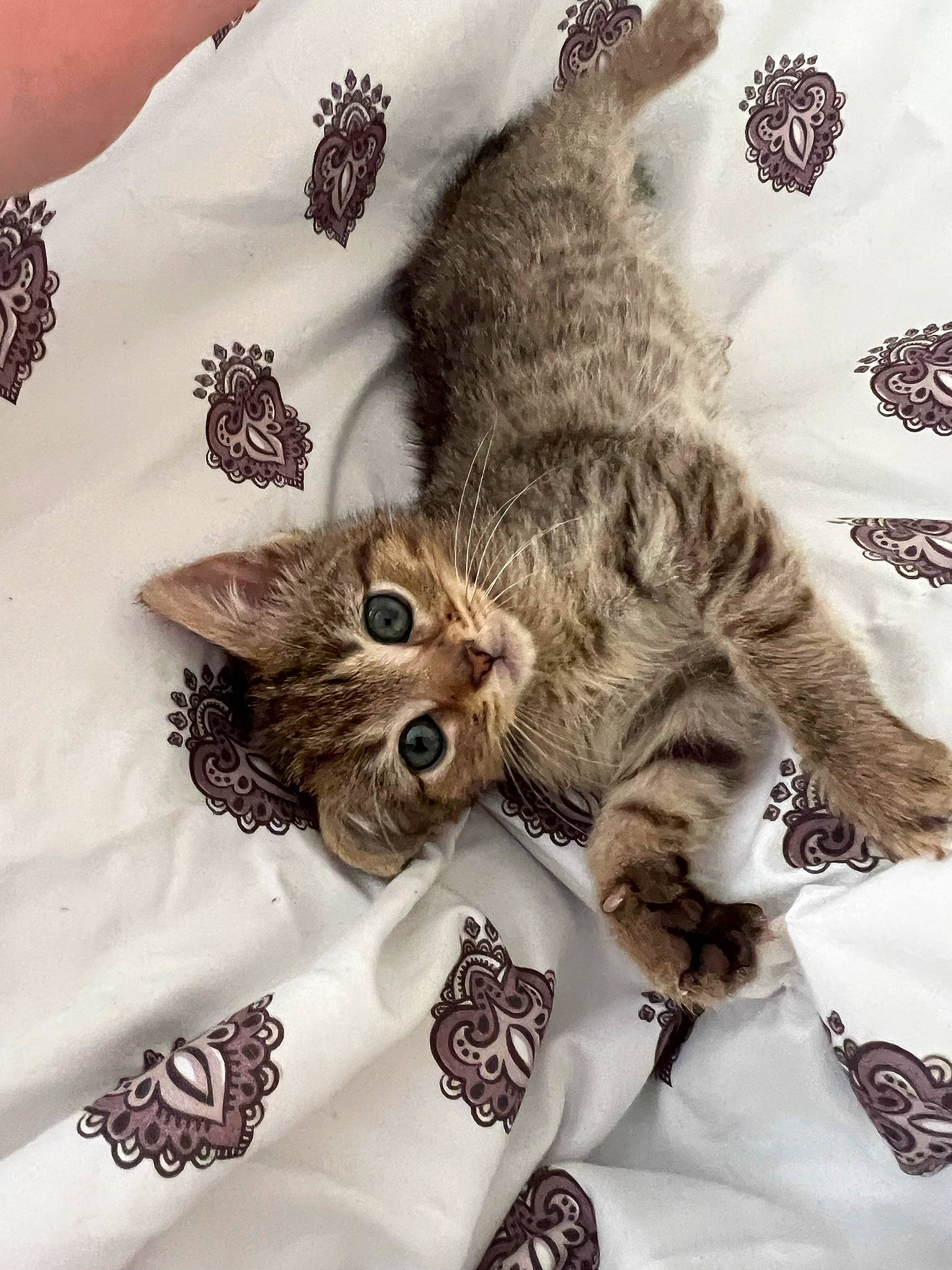 Duchess joined the competition — help win amazing prizes! bag, bed, carnivore, cat, claw, comfort, domestic_short_haired_cat, fawn, felidae, fur, gesture, linens, military_camouflage, pattern, paw, plant, small_to_medium_sized_cats, tail, whiskers