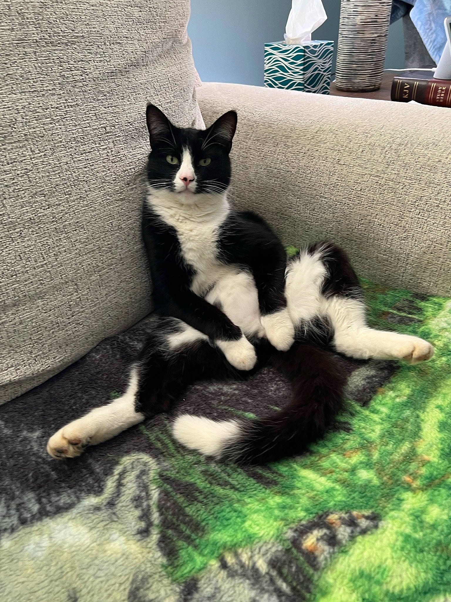 Kitbull joined the competition — help win amazing prizes! carnivore, cat, comfort, dog_breed, domestic_short_haired_cat, eye, felidae, foot, grass, grey, human_leg, paw, plant, small_to_medium_sized_cats, snout, tail, terrestrial_animal, tree, whiskers, window