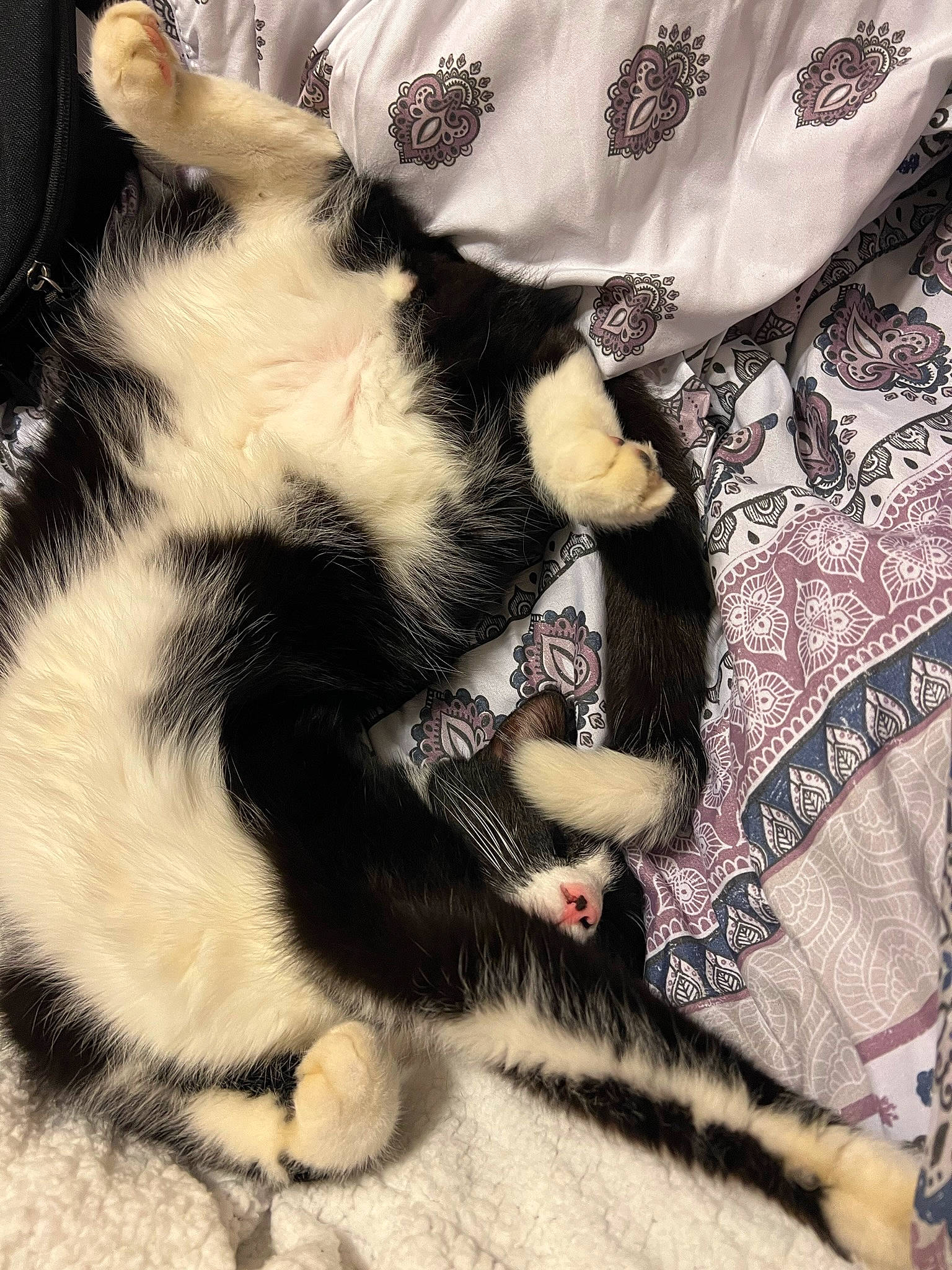 Kitbull joined the competition — help win amazing prizes! carnivore, cat, claw, comfort, companion_dog, dog_breed, domestic_short_haired_cat, eye, felidae, foot, fur, linens, paw, sleeve, small_to_medium_sized_cats, snout, tail, textile, whiskers, white