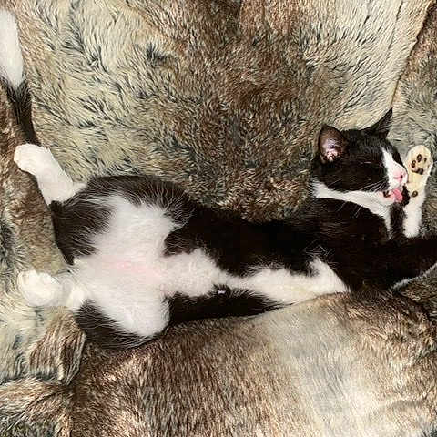 Kitbull