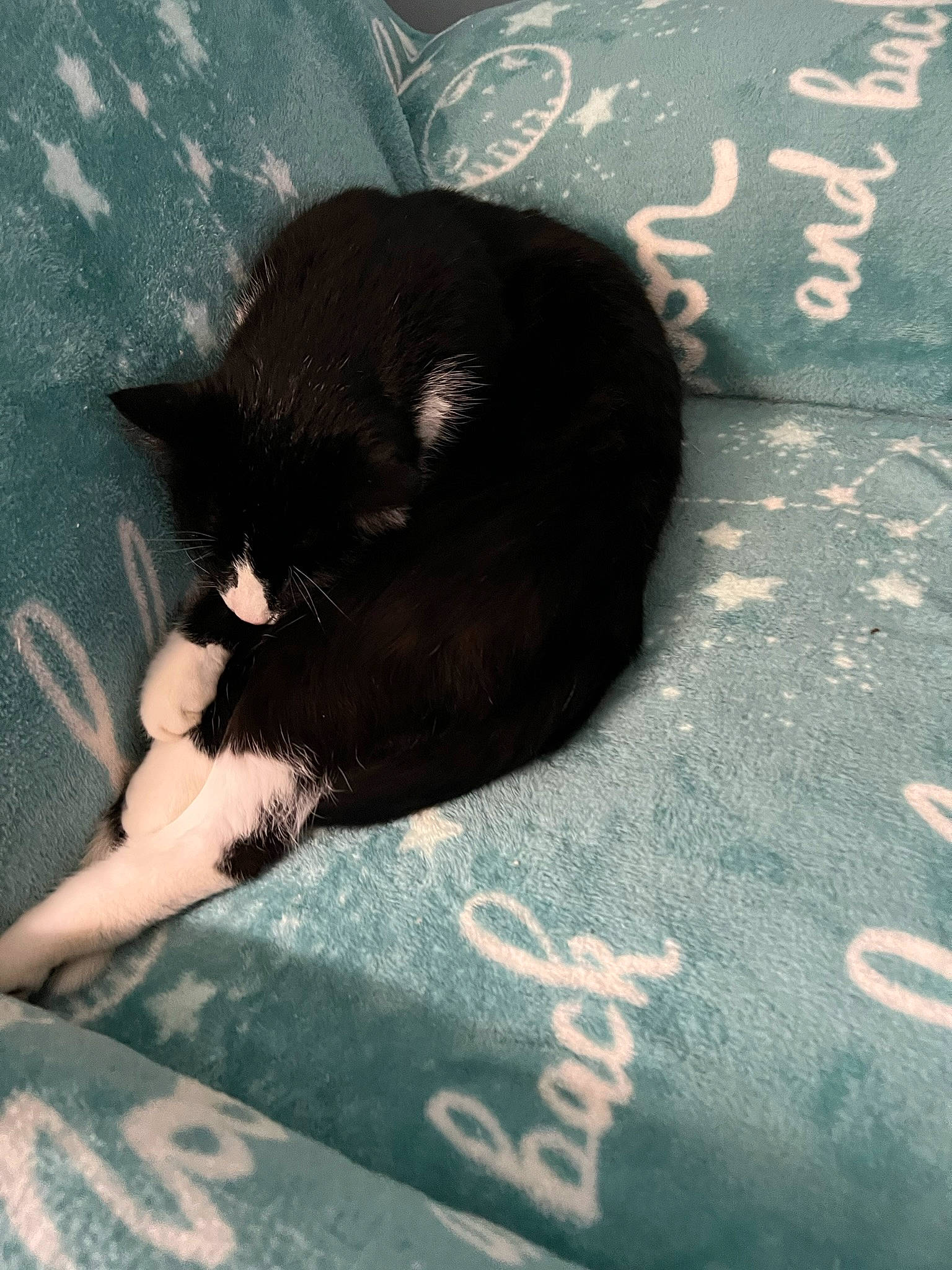 Kitbull joined the competition — help win amazing prizes! black_cat, carnivore, cat, claw, comfort, domestic_short_haired_cat, felidae, flooring, foot, fur, grey, human_leg, paw, road_surface, shadow, small_to_medium_sized_cats, snout, tail, tints_and_shades, whiskers