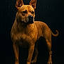 alert, animal, brown_coat, canine, closeup, dark_background, dog, ears_up, four_legs, muscular, outdoor, paw, portrait, rain, serious_expression, standing, studio_lighting, tail, water_droplets, wet