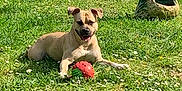 Nina a rejoint le concours — aidez-le/la à gagner de superbes lots ! animal, canine, daylight, dog, fence, garden, garden_gnome, grass, greenery, happy, lawn, nature, outdoor, pet, playful, relaxed, summer, sunny, tongue_out, toy
