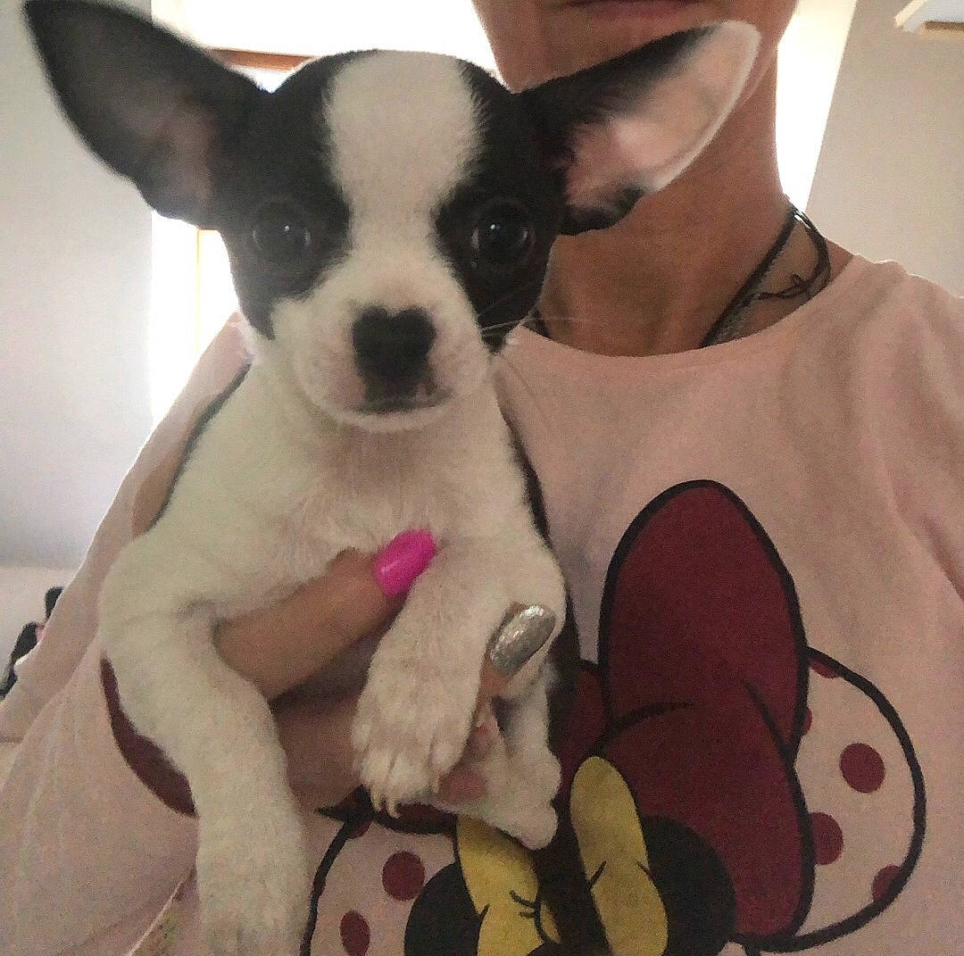 Spooky participe au concours pour gagner de l'argent avec cette photo : canidae, carnivore, chihuahua, comfort, companion_dog, dog, dog_breed, dog_supply, ear, fawn, fur, paw, puppy_love, sleeve, sporting_group, t_shirt, toy_dog, whiskers, white, working_animal