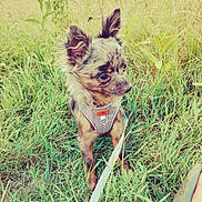 Milo a rejoint le concours — aidez-le/la à gagner de superbes lots ! dog, puppy, grass, leash, harness, outdoor, pet, canine, nature, ears, fur, animal, small_dog, alert, cute, walking, summer, greenery, young_dog, watchful