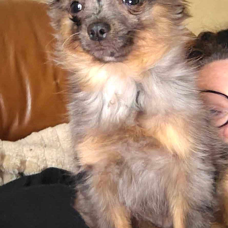 Mylo
