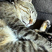 Marylin joined the competition — help win amazing prizes! animal, cat, close_up, couch, cozy, cute, domestic_animal, fur, indoor, mammal, nap, paw, pet, relaxed, resting, sleeping, tabby, texture, tongue_out, whiskers