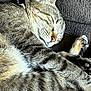 animal, cat, close_up, couch, cozy, cute, domestic_animal, fur, indoor, mammal, nap, paw, pet, relaxed, resting, sleeping, tabby, texture, tongue_out, whiskers