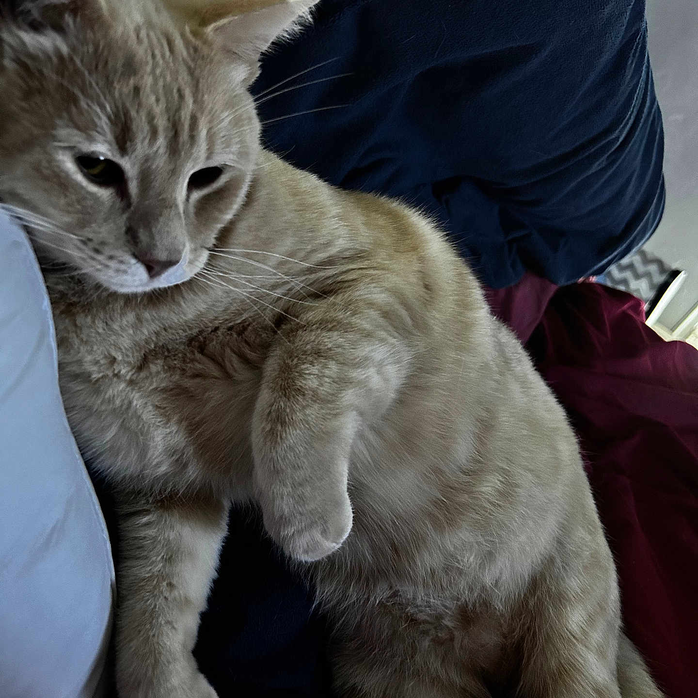 Winston