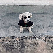 Valentine joined the competition — help win amazing prizes! dog, poodle, sunglasses, black_shirt, pet, animal, concrete, outdoor, cool, fashion, small_dog, white_dog, sitting, collar, accessory, cute, portrait, urban, street, casual