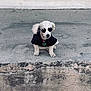 dog, poodle, sunglasses, black_shirt, pet, animal, concrete, outdoor, cool, fashion, small_dog, white_dog, sitting, collar, accessory, cute, portrait, urban, street, casual