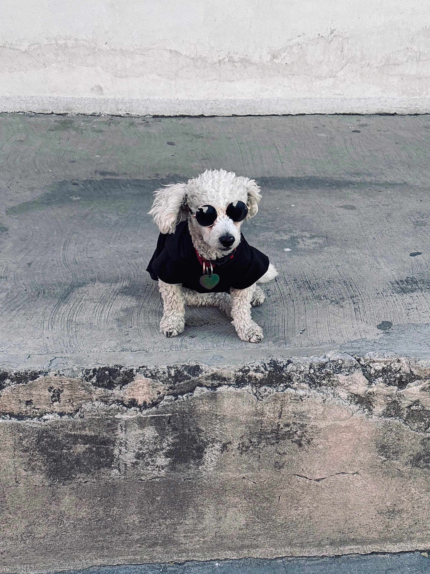 Valentine joined the competition — help win amazing prizes! dog, poodle, sunglasses, black_shirt, pet, animal, concrete, outdoor, cool, fashion, small_dog, white_dog, sitting, collar, accessory, cute, portrait, urban, street, casual