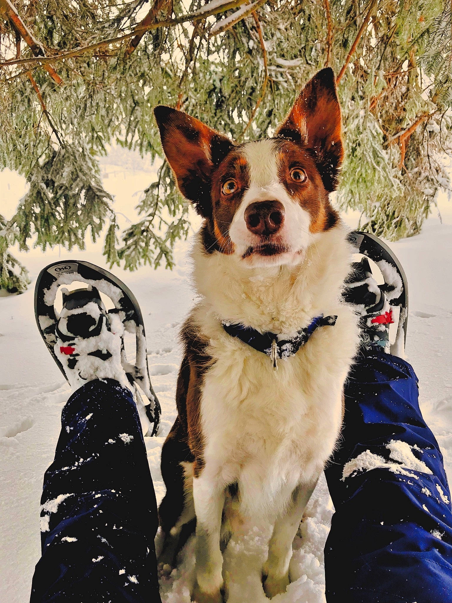 Crunch a rejoint le concours — aidez-le/la à gagner de superbes lots ! canidae, carnivore, collar, dog, dog_breed, dog_clothes, dog_collar, dog_supply, fawn, hunting_dog, leash, liver, non_sporting_group, pet_supply, snout, snow, sporting_group, working_animal, working_dog