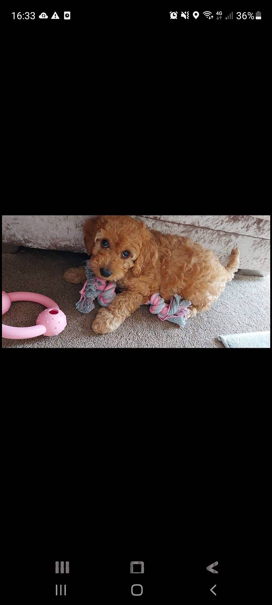 Ember joined the competition — help win amazing prizes! canidae, carnivore, companion_dog, dog, dog_breed, dog_clothes, dog_supply, fawn, fur, liver, magenta, maltepoo, pet_supply, snout, sporting_group, stuffed_toy, terrier, toy, toy_dog, working_animal