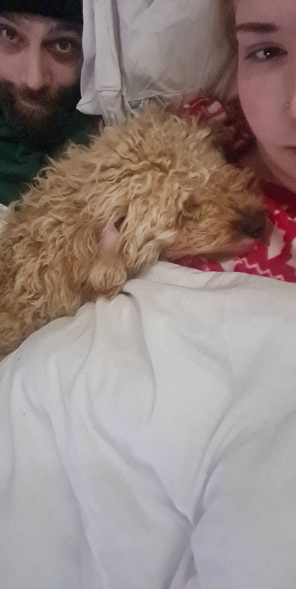 Ember joined the competition — help win amazing prizes! canidae, carnivore, comfort, companion_dog, dog, dog_breed, ear, fawn, felidae, fur, fur_clothing, gesture, human_leg, linens, poodle, snout, sporting_group, stuffed_toy, terrier, toy_dog