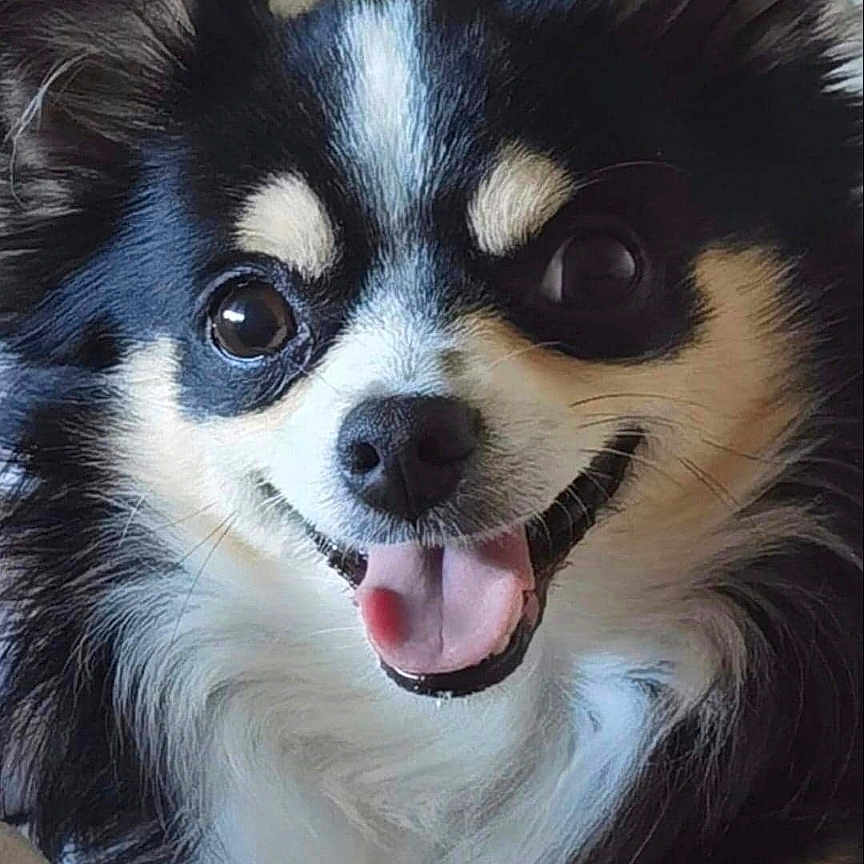 Néo participe au concours pour gagner de l'argent avec cette photo : animal, bodypart, canine, chihuahua, cockerspaniel, dog, eskimodog, face, head, husky, mouth, papillon, person, pet, photography, portrait, puppy, snout, teeth, tongue