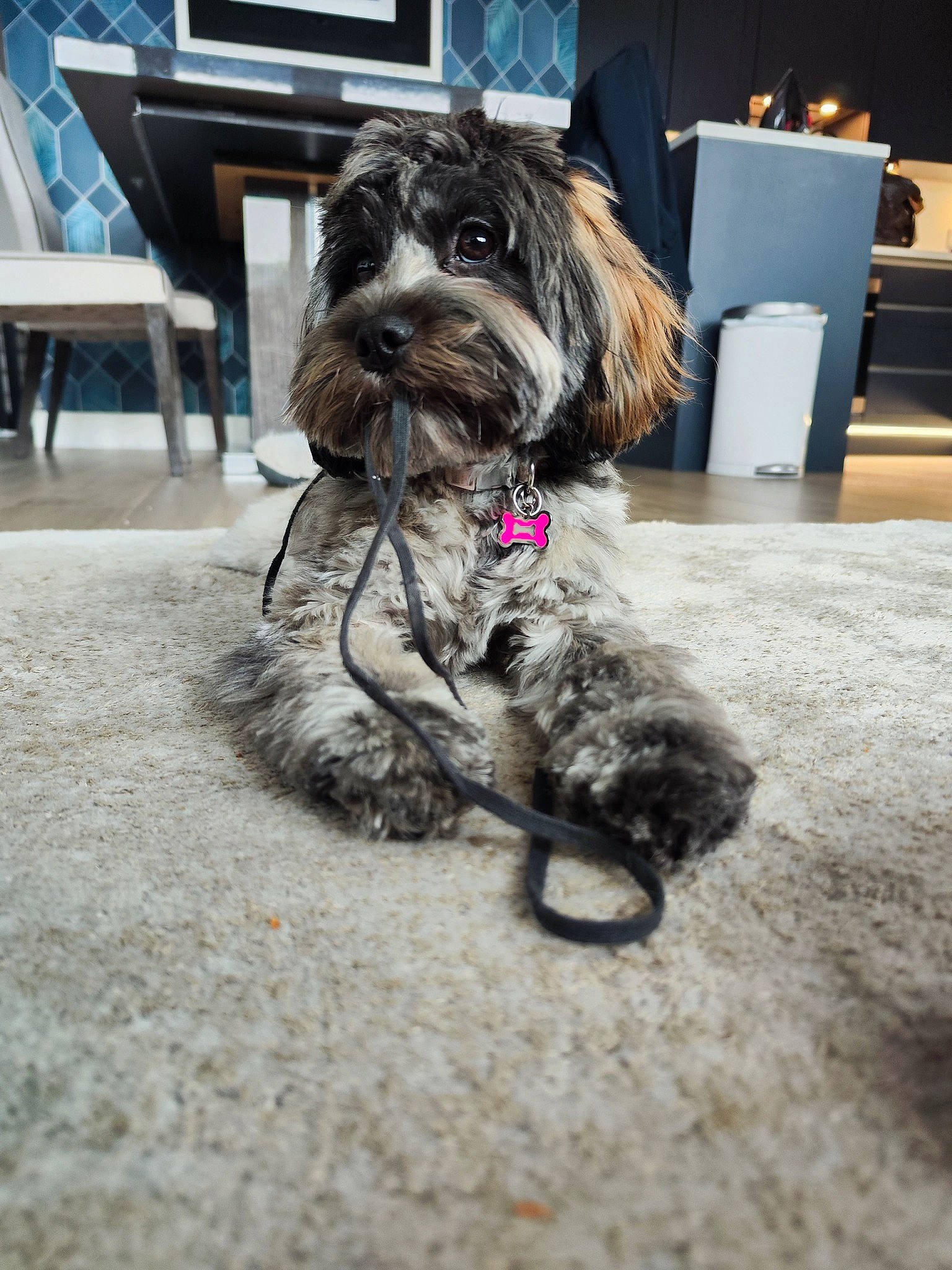 Trixie is registered to the contest to win money with this photo: canidae, carnivore, chair, collar, companion_dog, dog, dog_breed, dog_collar, flooring, fur, houseplant, liver, non_sporting_group, schnauzer, small_terrier, table, terrier, toy_dog, water_dog, working_animal