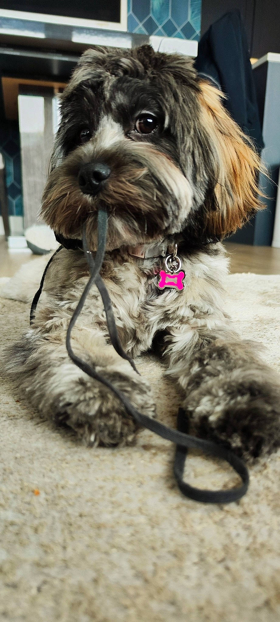 Trixie joined the competition — help win amazing prizes! canidae, carnivore, collar, companion_dog, dog, dog_breed, dog_collar, dog_supply, fur, liver, maltepoo, small_terrier, snout, sporting_group, tail, terrestrial_animal, terrier, toy_dog, water_dog, working_animal