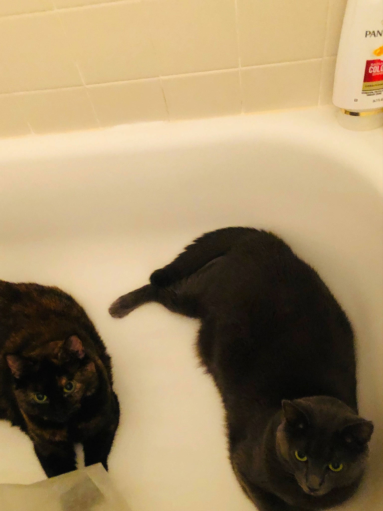 Bella joined the competition — help win amazing prizes! bathroom, bathtub, black, black_cat, bombay, brown, carnivore, cat, dog_breed, domestic_short_haired_cat, felidae, fluid, fur, plumbing, plumbing_fixture, small_to_medium_sized_cats, snout, tail, whiskers, white