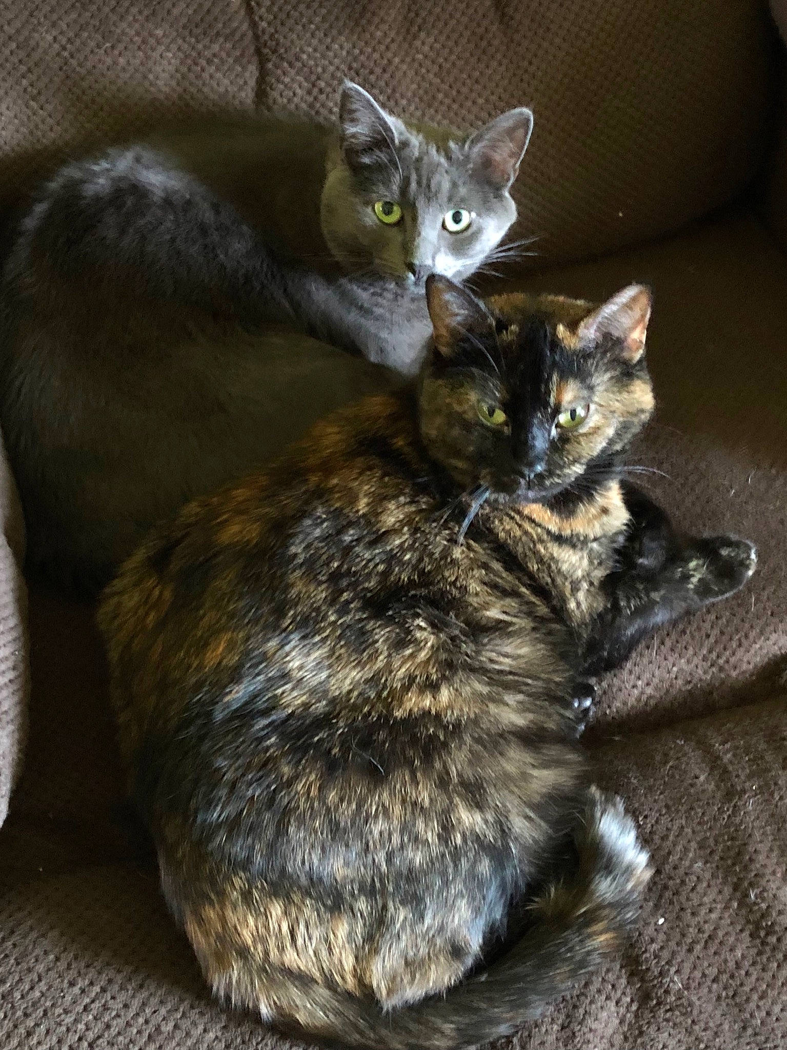 Bella joined the competition — help win amazing prizes! carnivore, cat, cat_toy, claw, comfort, domestic_short_haired_cat, felidae, fur, grey, paw, sitting, small_to_medium_sized_cats, snout, tail, terrestrial_animal, whiskers