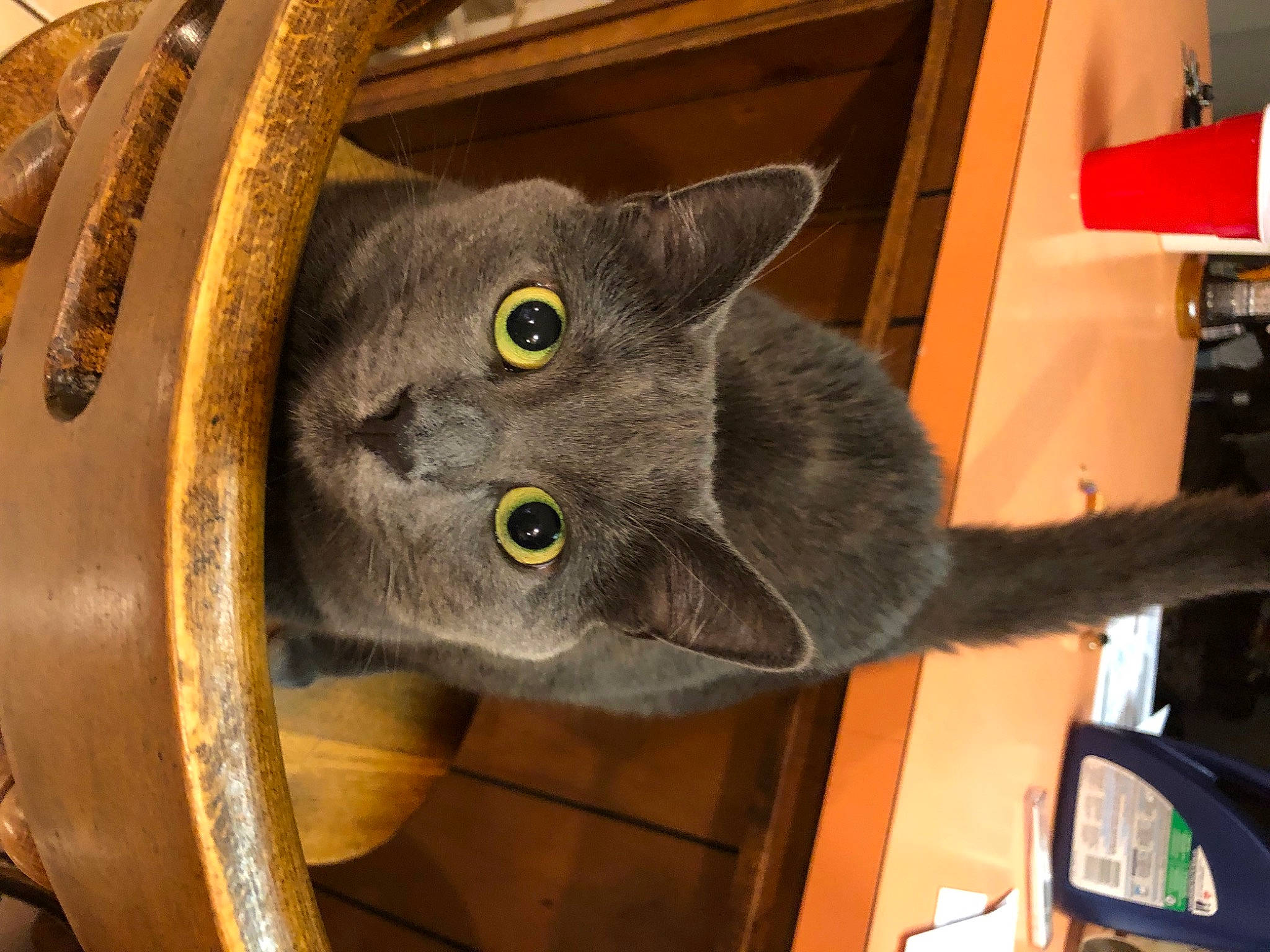 Bella is registered to the contest to win money with this photo: auto_part, automotive_tire, carnivore, cat, chair, domestic_short_haired_cat, felidae, fur, grey, plant, rim, russian_blue, small_to_medium_sized_cats, snout, tail, vehicle, whiskers