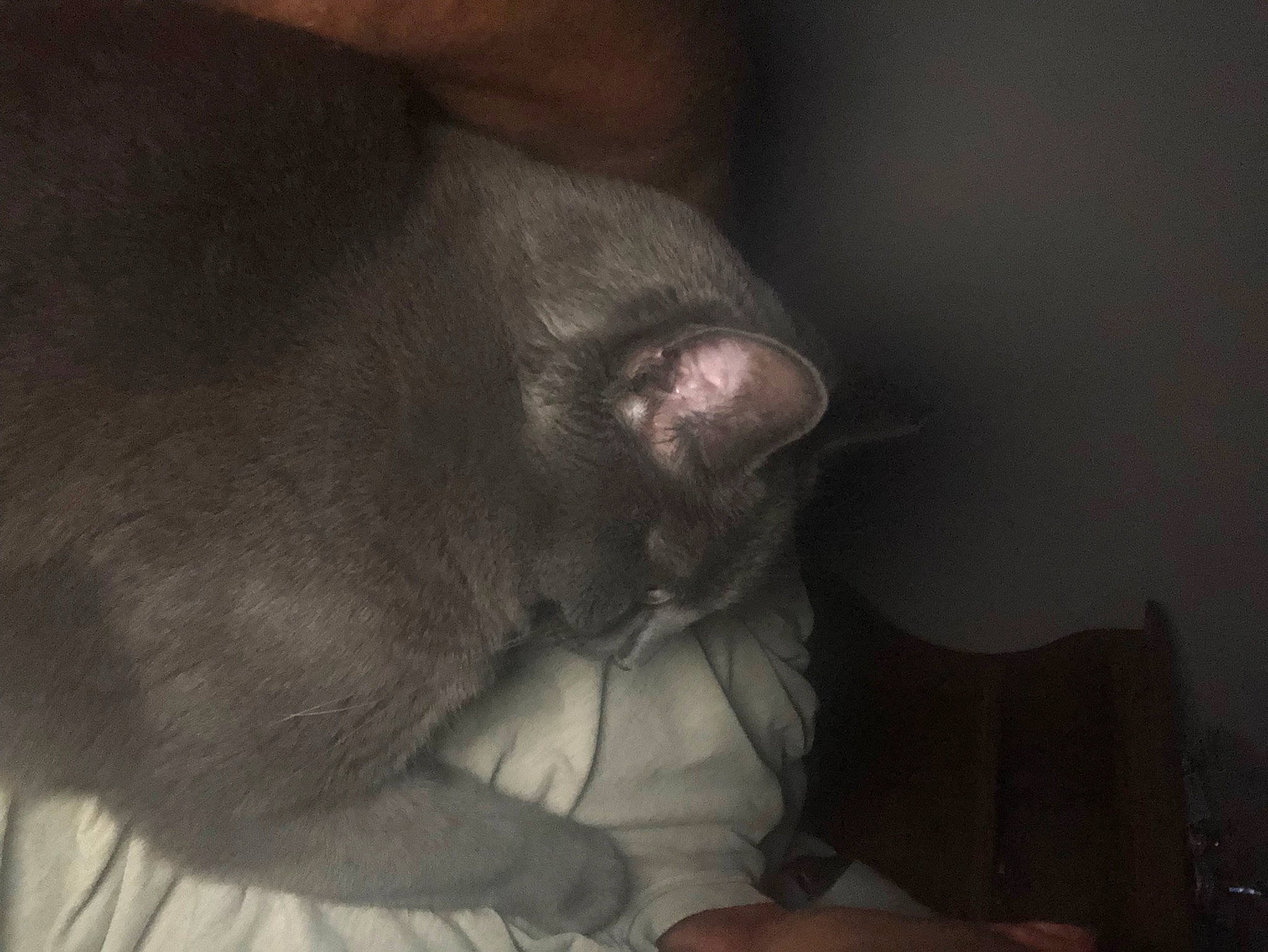 Bella is registered to the contest to win money with this photo: beard, black_cat, carnivore, cat, claw, comfort, darkness, domestic_short_haired_cat, ear, facial_hair, felidae, fur, gesture, grey, paw, small_to_medium_sized_cats, snout, tail, whiskers