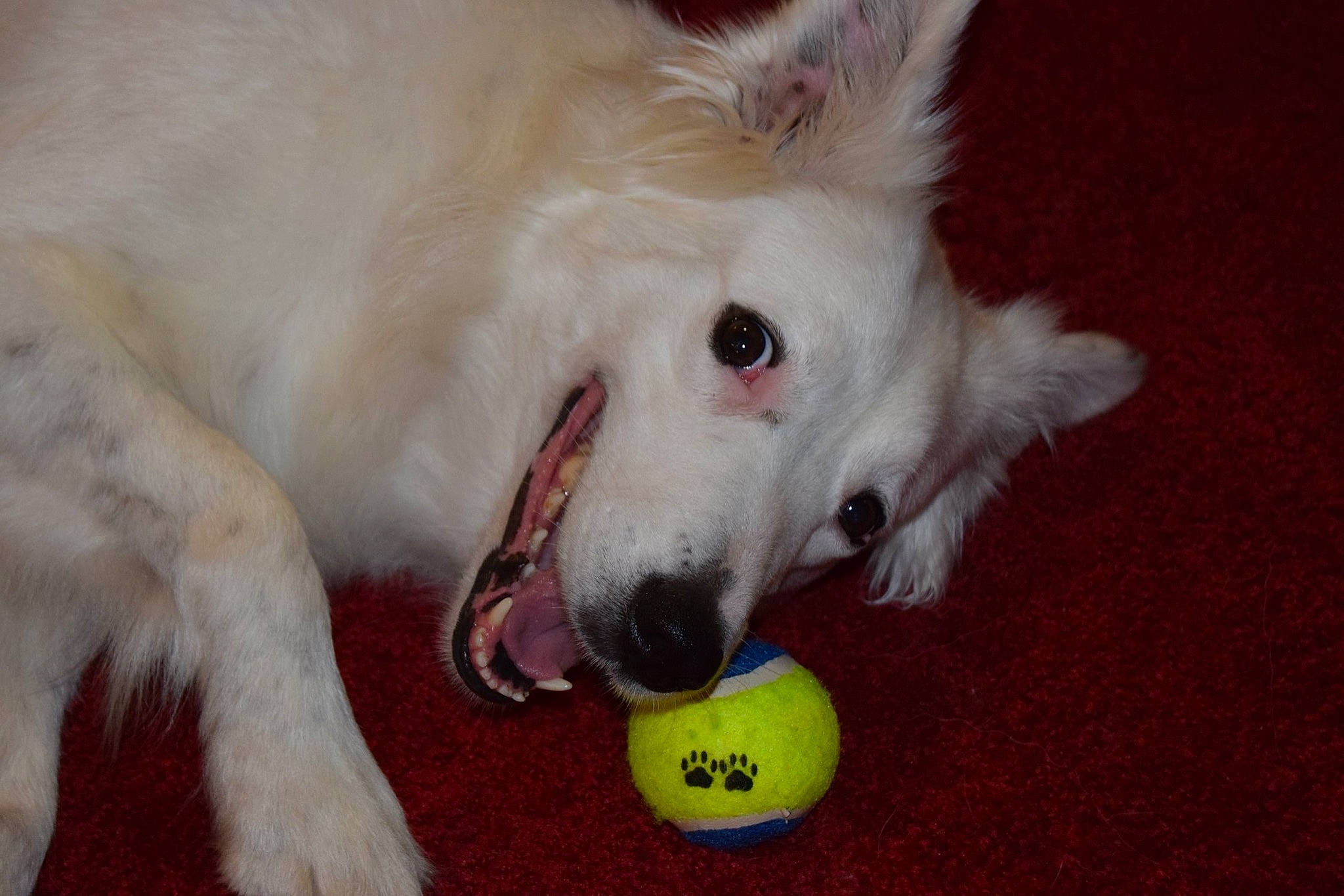 Kaya participe au concours pour gagner de l'argent avec cette photo : american_eskimo_dog, ball, berger_blanc_suisse, canidae, carnivore, dog, dog_breed, dog_toy, indian_spitz, japanese_spitz, kintamani, mammal, rare_breed_dog, samoyed, snout, tennis_ball, vertebrate, white_shepherd