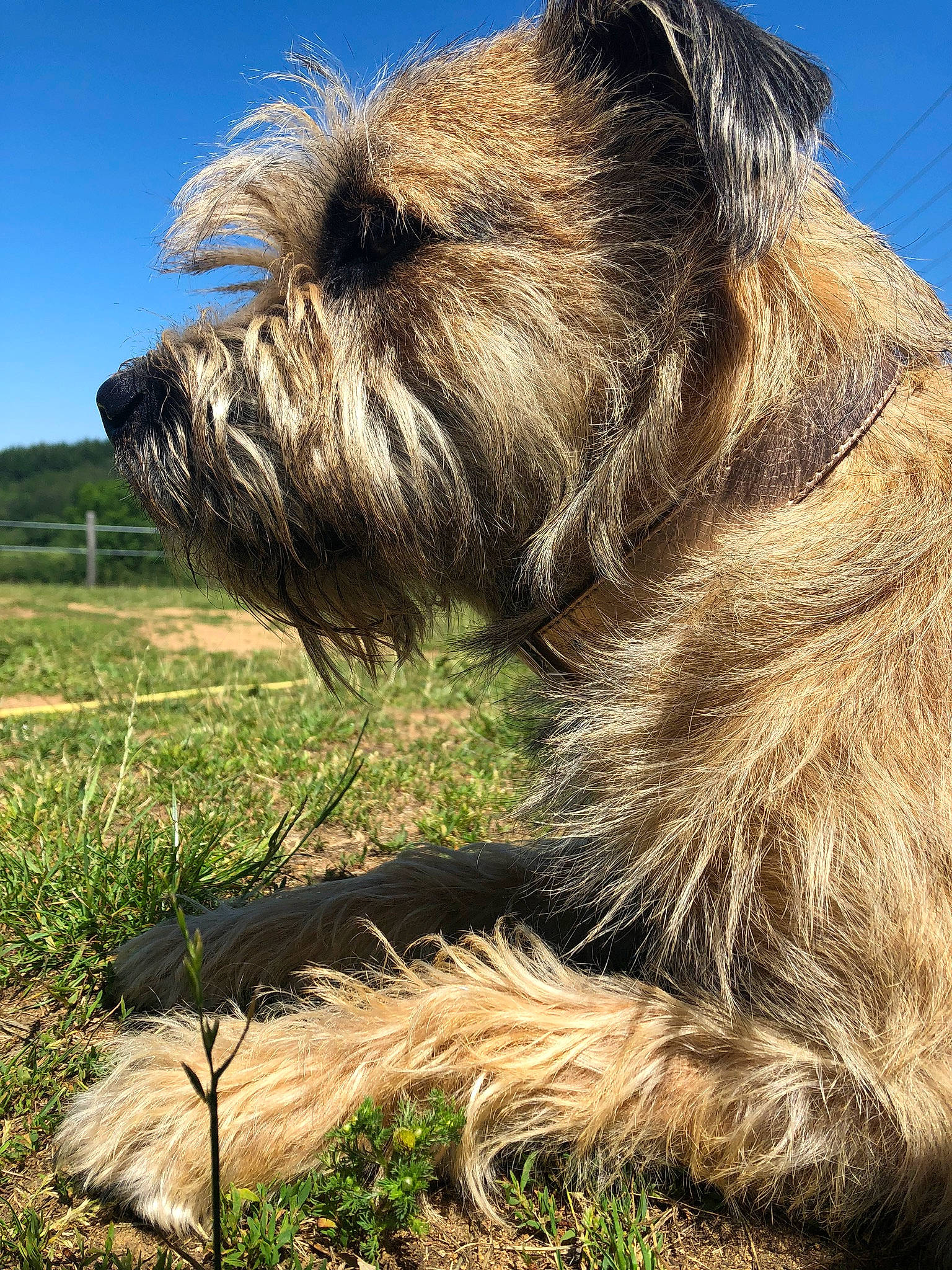 Naya participe au concours pour gagner de l'argent avec cette photo : bosnian_coarse_haired_hound, cairn_terrier, canidae, carnivore, catalan_sheepdog, companion_dog, dog, dog_breed, dutch_smoushond, glen_of_imaal_terrier, grass, mammal, pyrenean_shepherd, rare_breed_dog, small_terrier, snout, sporting_group, sporting_lucas_terrier, terrier, vertebrate