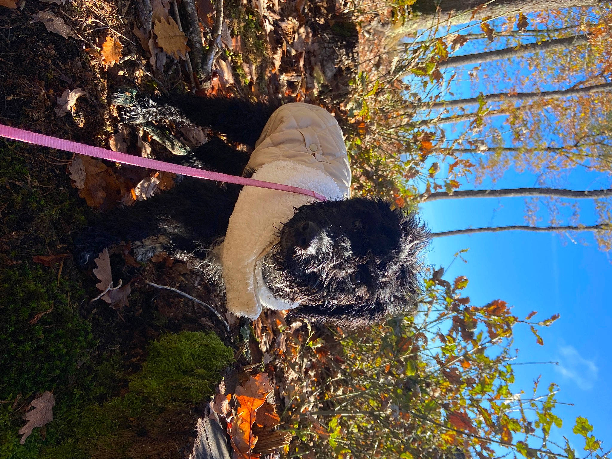 Hope a rejoint le concours — aidez-le/la à gagner de superbes lots ! adventure, canidae, carnivore, deciduous, dog, dog_breed, fun, grass, leisure, people_in_nature, plant, recreation, reflection, sky, soil, sporting_group, tree, trunk, twig, wood