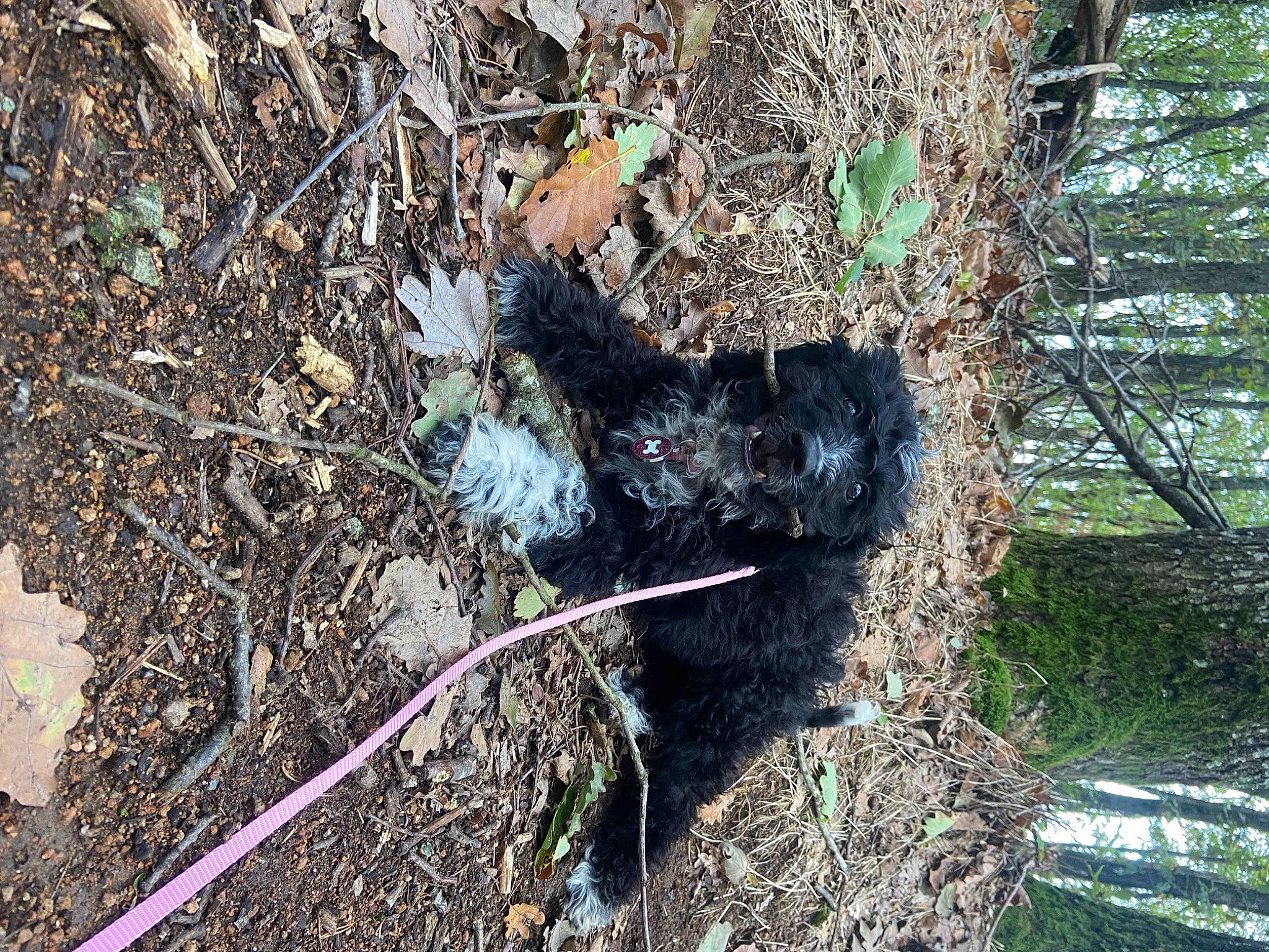 Hope a rejoint le concours — aidez-le/la à gagner de superbes lots ! canidae, carnivore, dog, dog_breed, grass, groundcover, natural_material, plant, road_surface, soil, sporting_group, tail, terrestrial_animal, tree, trunk, twig, water_dog, wood, working_animal