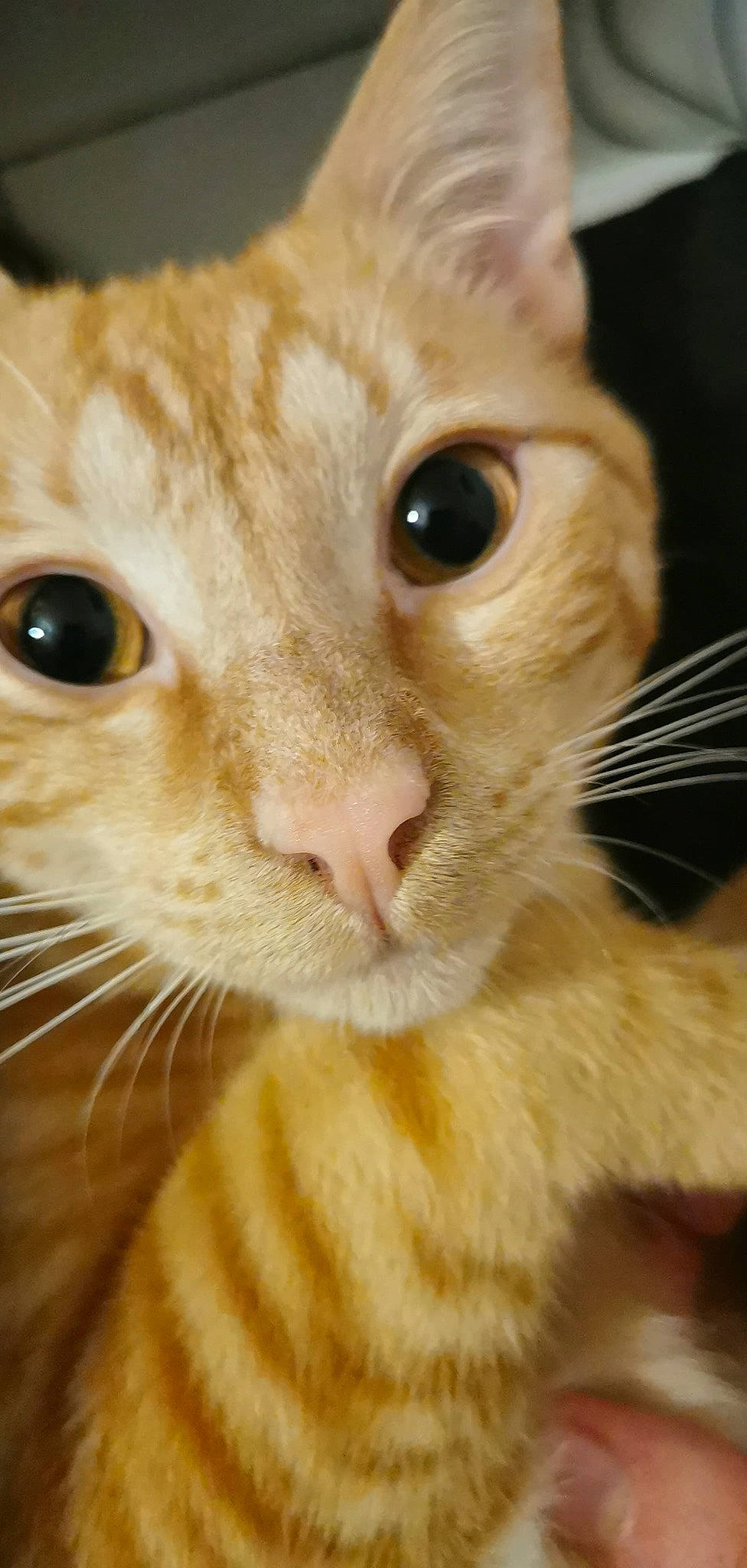 Rayden participe au concours pour gagner de l'argent avec cette photo : beige, blond, carnivore, cat, close_up, facial_expression, fawn, felidae, fur, iris, organ, organism, photography, skin, small_to_medium_sized_cats, snout, terrestrial_animal, vertebrate, whiskers, yellow