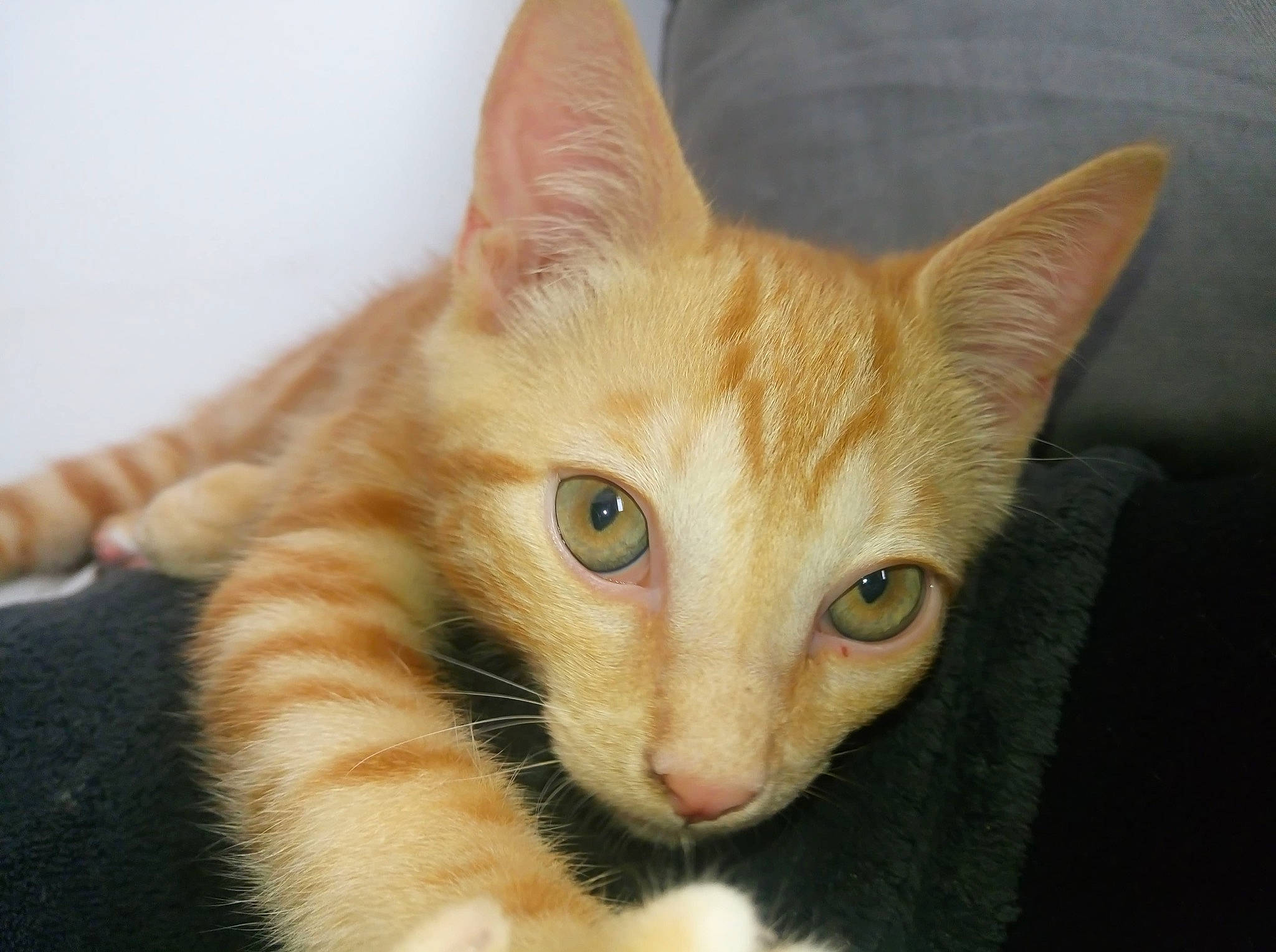 Rayden a rejoint le concours — aidez-le/la à gagner de superbes lots ! beige, blond, carnivore, cat, domestic_short_haired_cat, fawn, felidae, fur, iris, orange, peach, skin, small_to_medium_sized_cats, snout, terrestrial_animal, vertebrate, whiskers