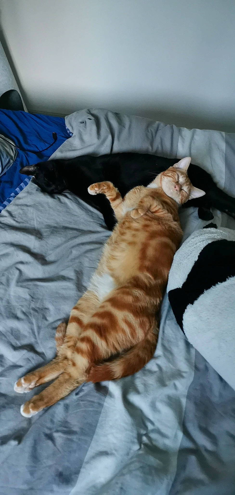 Rayden participe au concours pour gagner de l'argent avec cette photo : bed_sheet, bedding, blanket, carnivore, cat, comfort, felidae, fur, linens, nap, orange, paw, room, sleep, small_to_medium_sized_cats, tail, terrestrial_animal, toe, vertebrate, whiskers