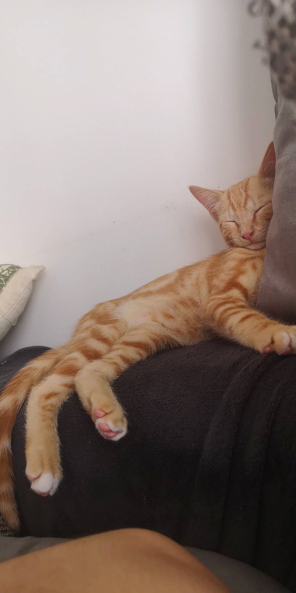 Rayden a rejoint le concours — aidez-le/la à gagner de superbes lots ! carnivore, cat, claw, comfort, domestic_short_haired_cat, fawn, felidae, fur, paw, peach, small_to_medium_sized_cats, snout, tail, terrestrial_animal, toe, vertebrate, whiskers