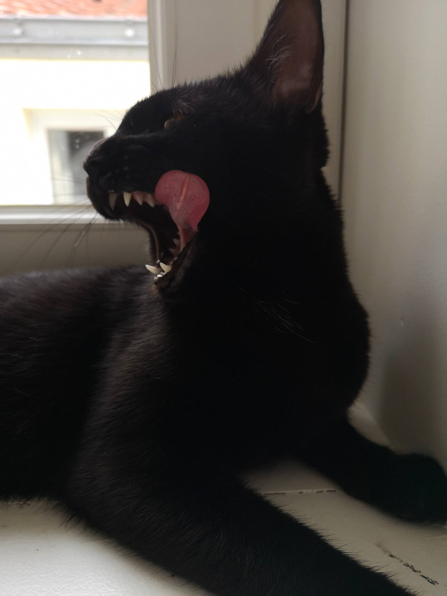Loki a rejoint le concours — aidez-le/la à gagner de superbes lots ! black, black_cat, carnivore, cat, comfort, felidae, fur, shadow, small_to_medium_sized_cats, snout, tail, terrestrial_animal, tongue, vertebrate, whiskers
