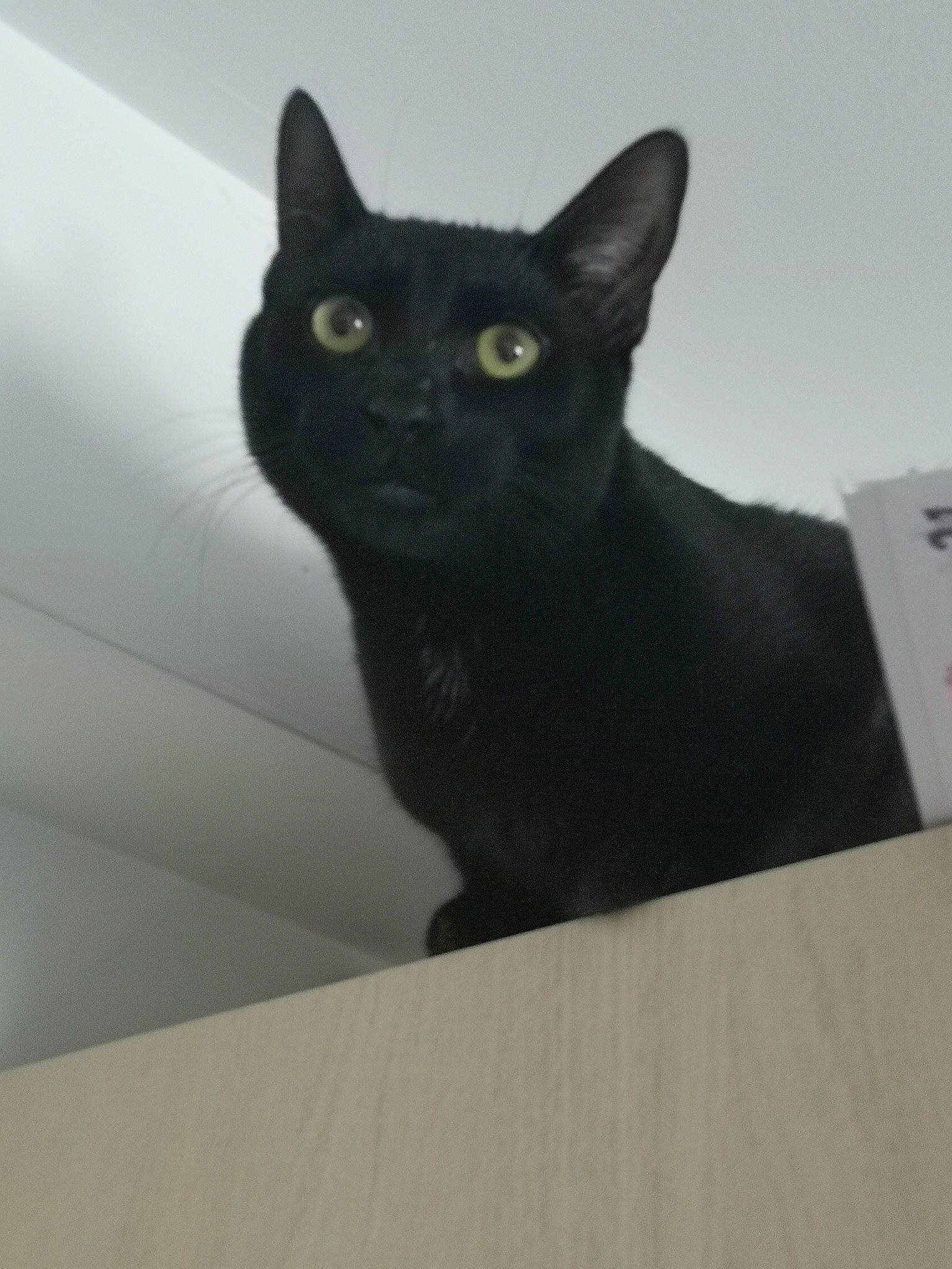 Loki participe au concours pour gagner de l'argent avec cette photo : black, black_cat, bombay, carnivore, cat, domestic_short_haired_cat, felidae, grey, iris, mammal, organism, photography, small_to_medium_sized_cats, snapshot, snout, terrestrial_animal, vertebrate, whiskers