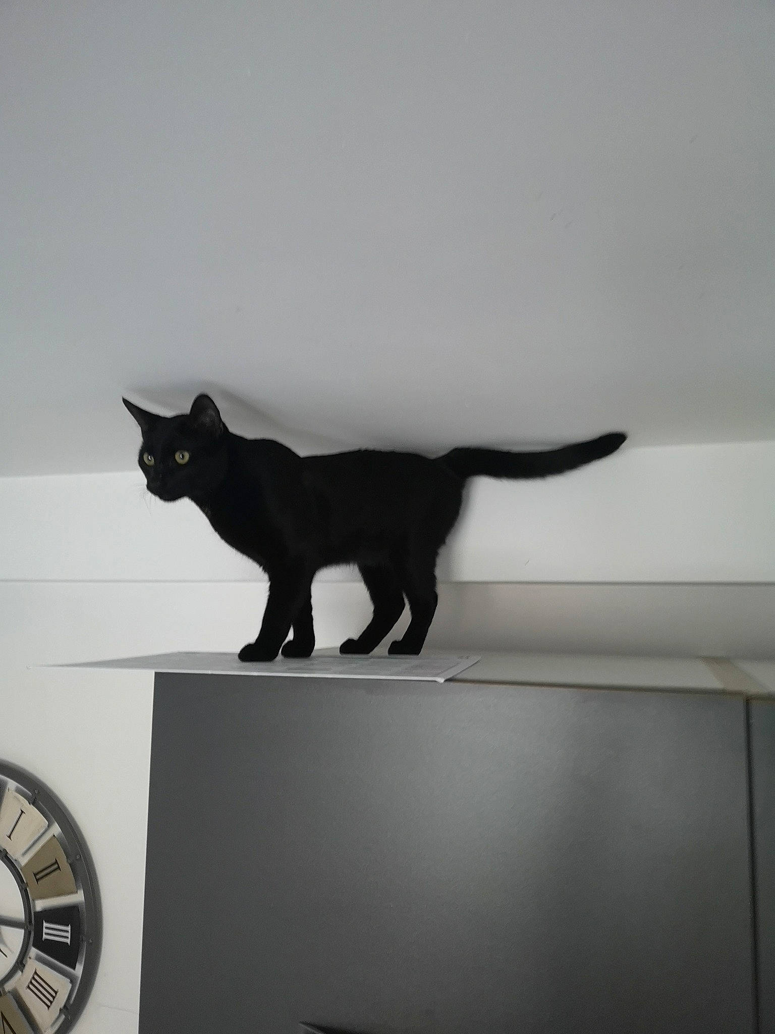 Loki a rejoint le concours — aidez-le/la à gagner de superbes lots ! black_cat, bombay, carnivore, cat, clock, felidae, fur, grey, measuring_instrument, small_to_medium_sized_cats, snout, tail, vertebrate, wall_clock, whiskers