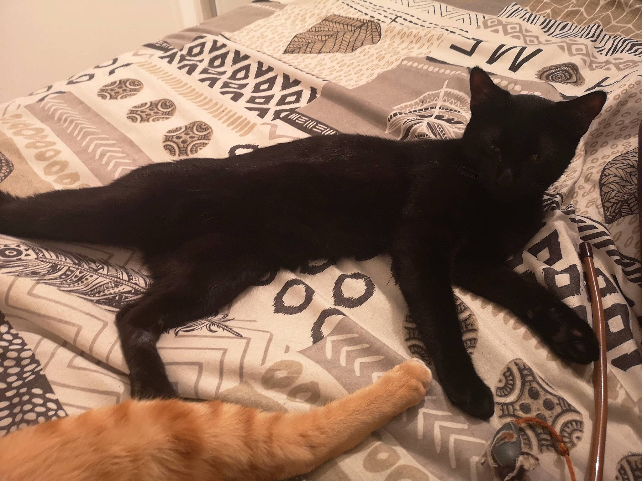 Loki a rejoint le concours — aidez-le/la à gagner de superbes lots ! bedding, black_cat, bombay, carnivore, cat, claw, felidae, fur, home_accessories, linens, organism, paw, quilt, room, small_to_medium_sized_cats, snout, tail, terrestrial_animal, vertebrate, whiskers