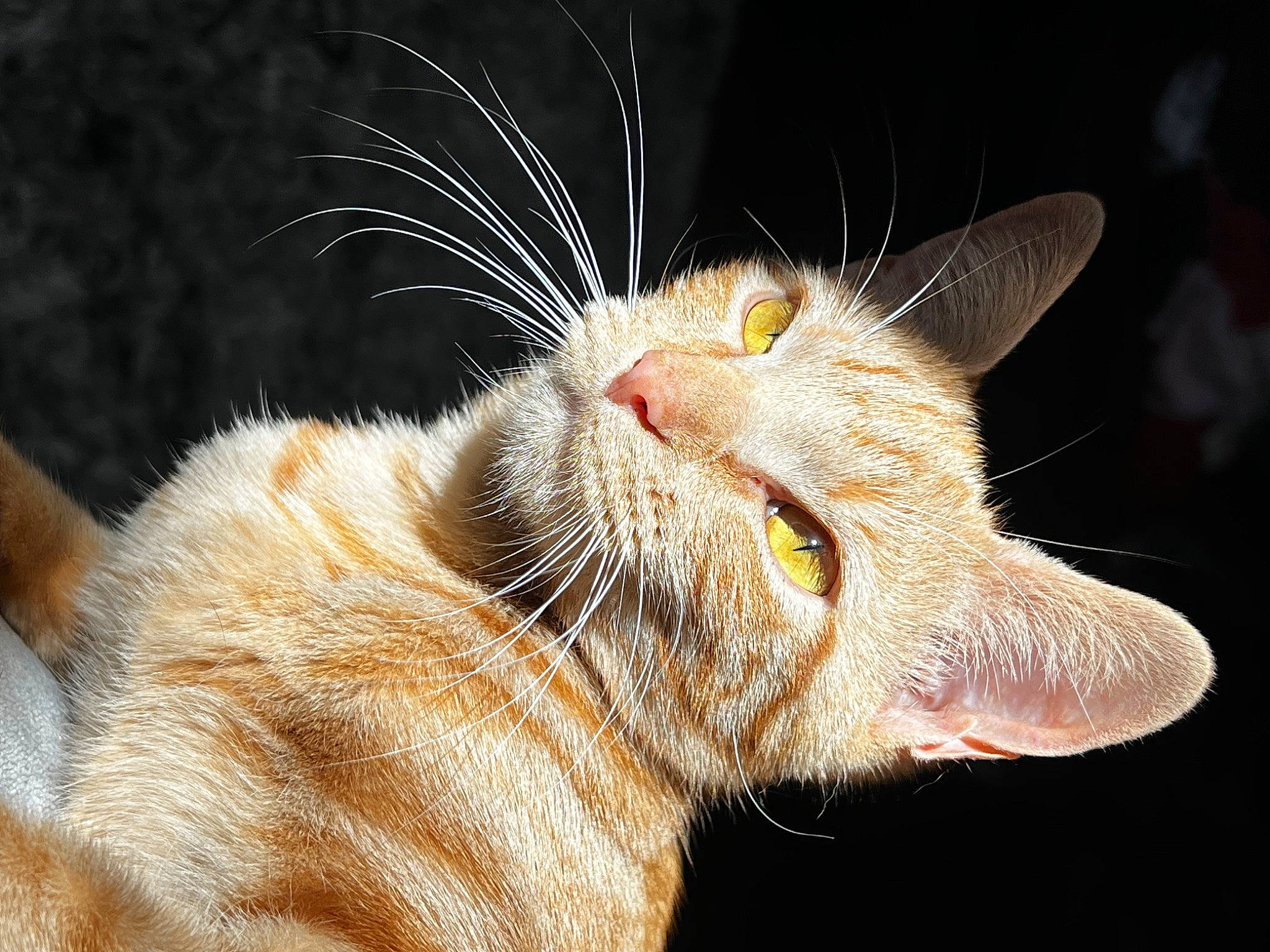 Mischief is registered to the contest to win money with this photo: carnivore, cat, collar, domestic_short_haired_cat, ear, fang, felidae, fur, macro_photography, paw, plant, small_to_medium_sized_cats, snout, tail, terrestrial_animal, whiskers, wildlife, yawn