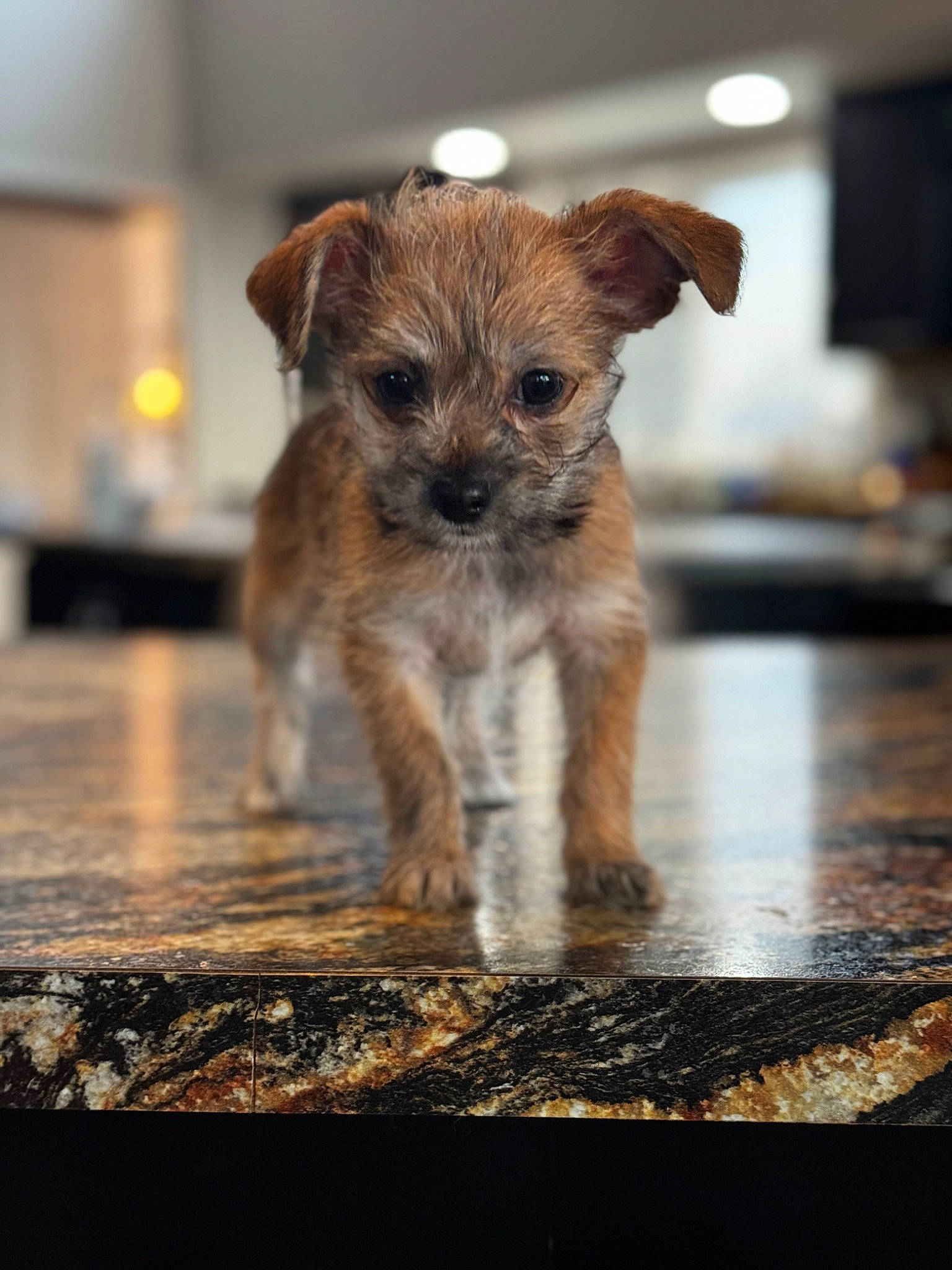 Tank joined the competition — help win amazing prizes! carnivore, companion_dog, dog, dog_breed, eye, fawn, flooring, fur, small_terrier, snout, terrestrial_animal, terrier, whiskers, working_terrier